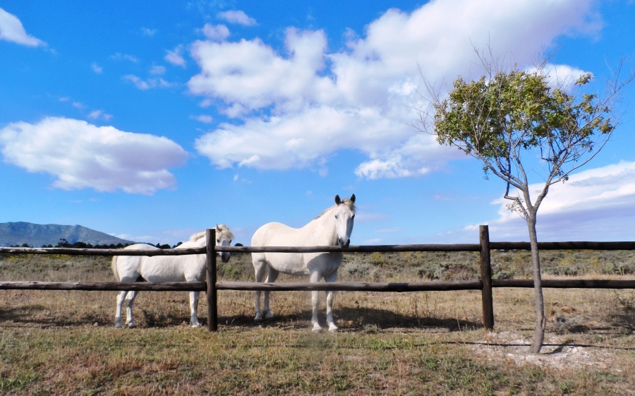 3 Bedroom Property for Sale in Maremmana Estate Western Cape